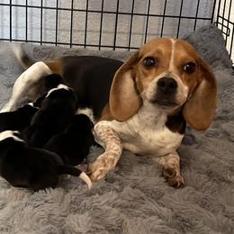 Tilly - Beagle