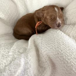 Mr. Orange - Red male Cavapoo puppy in Nampa,, Idaho from Clig Doodle Days