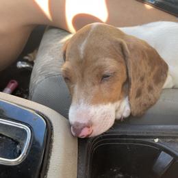 Dachshund Puppies from Hursh’s Hounds