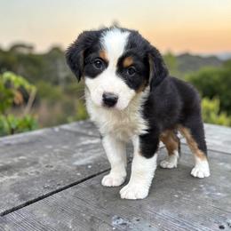 Echo - Black tri-color male Australian Shepherd puppy in Statesville, North Carolina from Charming Australian Shepherds