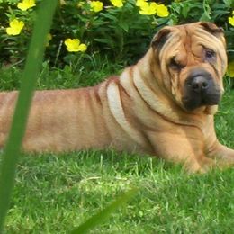 Chinese Shar-Pei from Conrad Knoll Shar-Pei