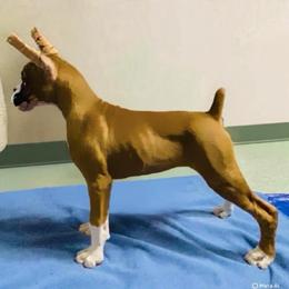 Light Blue - Fawn male Boxer puppy in Butler, Pennsylvania from Schaible's Boxer Huddle