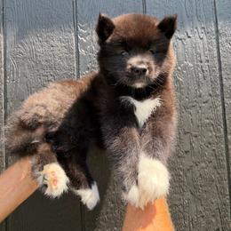 Rattlesnake - Black male Siberian Husky puppy in Folsom, Louisiana from Geaux Fluffy