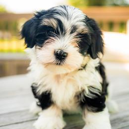 Havanese Puppies from Cabana Havanese