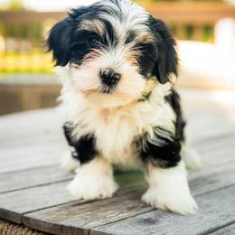 Havanese Puppies from Cabana Havanese