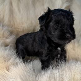Astor - Black male Miniature Schnauzer puppy in Los Angeles, California from Birkin’s Miniature Schnauzers