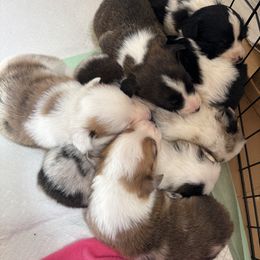 American Corgis from Southern Corgi Pack