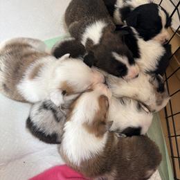 American Corgis from Southern Corgi Pack