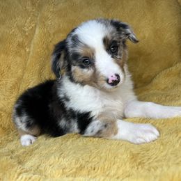 Rosie - Blue merle Miniature Australian Shepherd puppy in Alabama from SBA Aussies