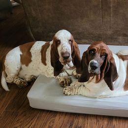 Basset Hounds from Triple H Bassetts