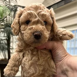 Eddie - Cream male Poodle puppy in Bedford, Texas from S.H.A.R.P.’s Toy Poodles
