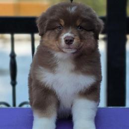 Snickers - Red tri-color male Australian Shepherd puppy in Maryland from Lake Shore Australian Shepherds