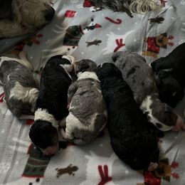 Bernedoodle and Goldendoodle Puppies from Brunsman Country Doodles LLC