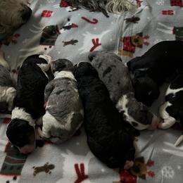 Bernedoodle and Goldendoodle Puppies from Brunsman Country Doodles LLC