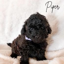 Muffin - Sable female Poodle puppy in Kula, Hawaii from Toy Poodle & Maltipoo Maui
