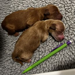 Duke (Stud or Family dog) - Red  male Goldendoodle puppy in St. George, Utah from Dashing Doodle Pups