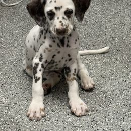 Tigger - White and liver brown male Dalmatian puppy in Fort Cavasos, Texas from Mainstreet Dalmation
