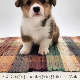 Cream Corn - Red male Pembroke Welsh Corgi puppy in Pine Village, Indiana from NL Horsemanship