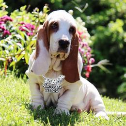 Pirate - Red and white male Basset Hound puppy in Pollock, Missouri from Northstar