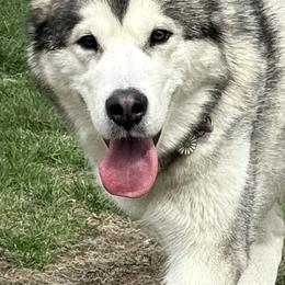 Flora - Alaskan Malamute