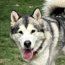 Flora - Alaskan Malamute