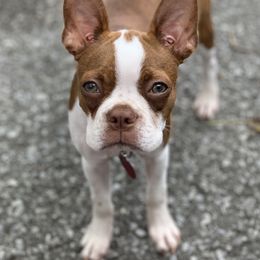 Ruby - Boston Terrier