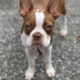 Ruby - Boston Terrier