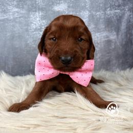 Sherbet - Red male Companion Cross puppy in Utah County, Utah from Big Hearted Breeders