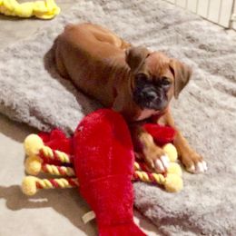 Boxer Puppies from Venician Boxers