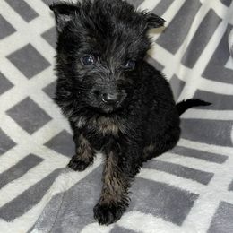 Runt girl - Black and tan female German Shepherd puppy in Enid, Oklahoma from Vom Holtzinger German Shepherds