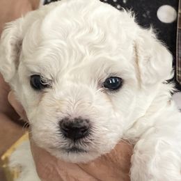 Puppy - White and buff male Bichon Frise puppy in Greenville, South Carolina from Almaza Bichons