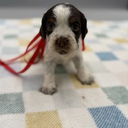 Hex - Tri-Roan female English Springer Spaniel puppy in Rogers, Ohio from StoneyBrook Setters