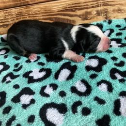 Hersey - Blue male Australian Cattle Dog puppy in Lancaster, Minnesota from Weleski Chocolate Heelers