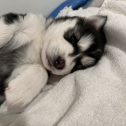 Siberian Husky Puppies from Loveland Siberian Huskies