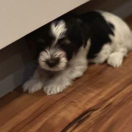Boy 2 - Biewer Terrier puppy from Xanadu