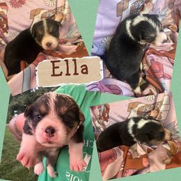 Ella - Black and white female American Corgi puppy in Payson, Illinois from Creek Farm Corgis