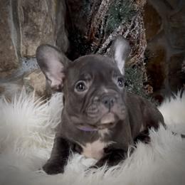Girl 1 - female French Bulldog puppy in Mayo, Florida from Lyons Heart Pups