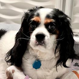 Cavalier King Charles Spaniels from Ayerloom Cavaliers
