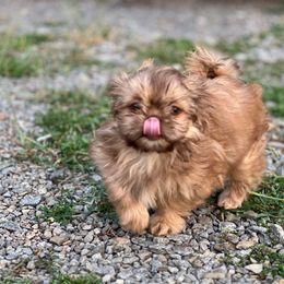 Shih Tzu Puppies from LaDawn’s Little Lions