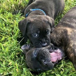 Cane Corso Puppies from Jacqualyns Cane Corso