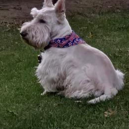 Scottish Terriers from Sierra Scotties