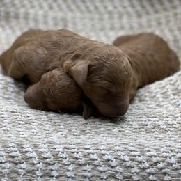 Goldendoodle and Poodle Puppies from Justine’s Retrievers and Doodles
