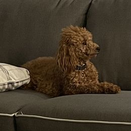 Penny - Aussiedoodle