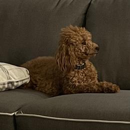 Penny - Aussiedoodle
