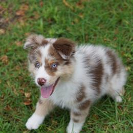 Karma - Red merle female Miniature American Shepherd puppy in Kamuela On The Big Island, Hawaii from Royal Hawaiian Aussies LLC
