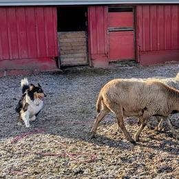 Scottish Collie puppies from Woodpecker Farm
