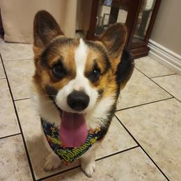 Batman - Pembroke Welsh Corgi