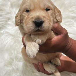 Male puppy - Golden male Golden Retriever puppy in Orangevale, California from Bear State Goldens