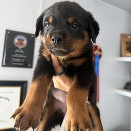 Girl 2 - Black and mahogany female Rottweiler puppy in Cleveland, Texas from Vom Haus Fantasy Rottweiler Kennel