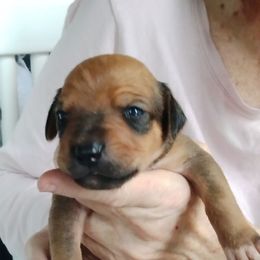 Castiel - Wheaten blk nose male Rhodesian Ridgeback puppy in Alabama from Celtic Lore Ridgebacks